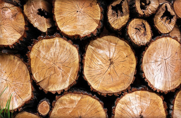 Naklejka premium felled trees with knots and grass in the corner