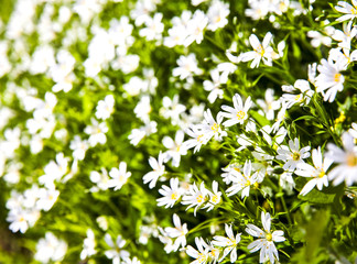 White flowers anemone in forest