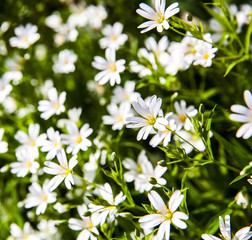 White flowers anemone in forest