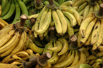 Plantains © Steve Cukrov