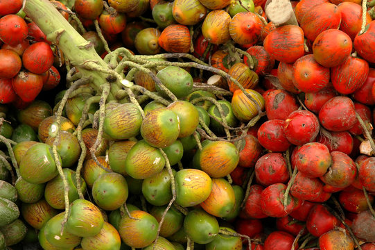 pejibaye at outdoor market