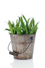 Green Bean in Rustic Bucket