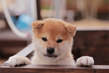 柴犬 © rpm9900