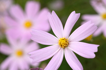 Obraz premium コスモスの花 クローズアップ