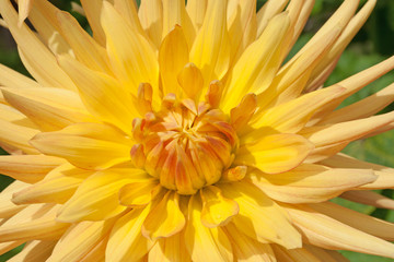  Dahlie