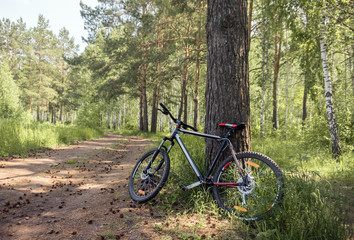 Fototapeta na wymiar Bike in forest side view