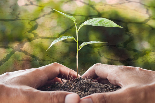 global warming theme,hands holding and caring a young plant