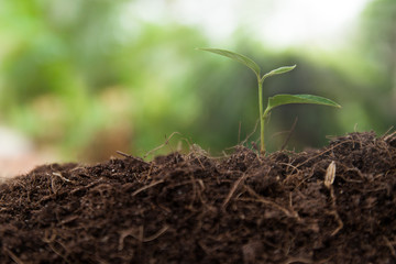 Young plant growing on brown soil