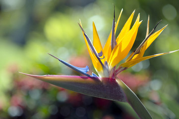 Obraz premium Strelitzia Reginae flower closeup (bird of paradise flower)-1