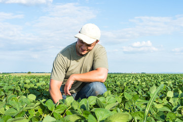 farmer in soybean fields