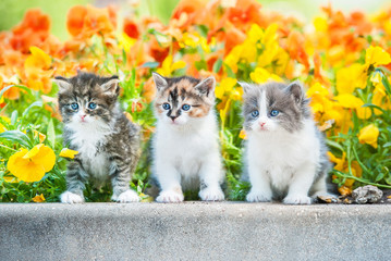 Three little kitten sitting near a flowerbed