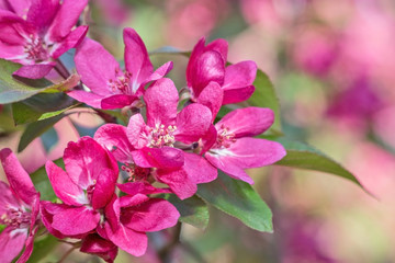 dark pink apple tree blossom