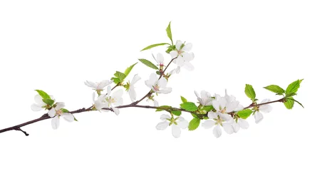 Peel and stick wallpaper Cherryblossom cherry tree blossoming branch with bright green leaves