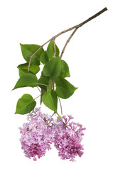 light isolated lilac inflorescence and leaves