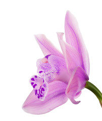 single light purple bloom of orchid on white