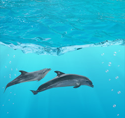 Fototapeta premium two dolphins under blue water