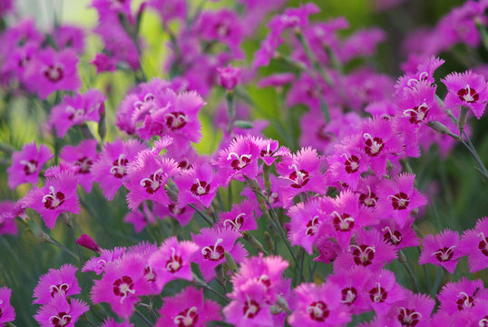 1 Best サクラナデシコ Images Stock Photos Vectors Adobe Stock 1 Best サクラナデシコ Images Stock Photos Vectors Adobe Stock