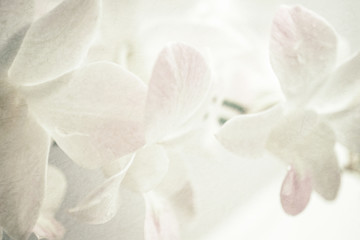sweet orchids on mulberry paper texture for background
