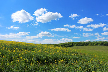 Fototapeta na wymiar Canola field, yellow rape flowers, rapeseed