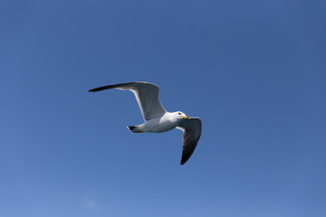 空を飛ぶうみねこ（1羽）