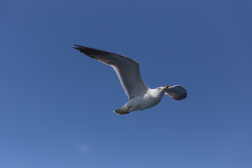空を飛ぶうみねこ（1羽）