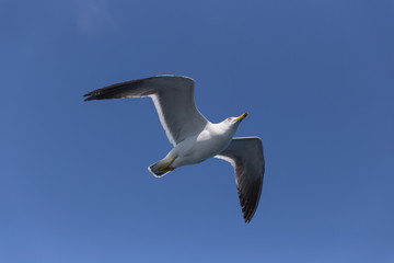 空を飛ぶカモメ（1羽）