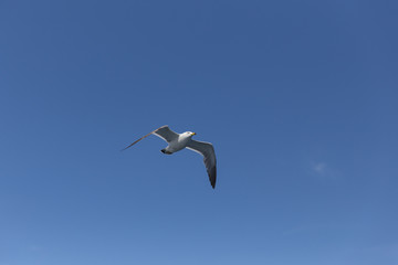 空を飛ぶうみねこ（1羽）