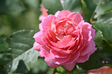 Pink roses in a garden
