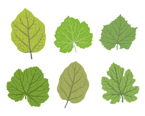 Green leaves of trees, vector illustrations set
