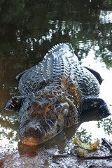 Fototapeta premium Caiman (Caimaninae) at Madidi National Park, Bolivia