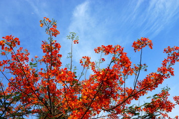 Spring Flower. The Flame Tree. (Delonix regia (Boj. ex Hook.))