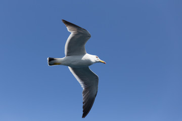 Obraz premium 空を飛ぶカモメ（1羽）