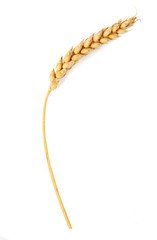 Ripe ears isolated on white