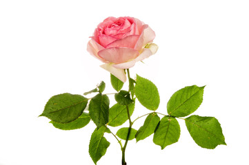 Pink rose isolated on white