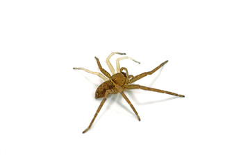 Brown spider on white background.
