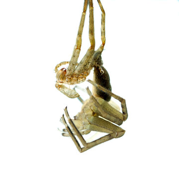 Brown spider on white background.