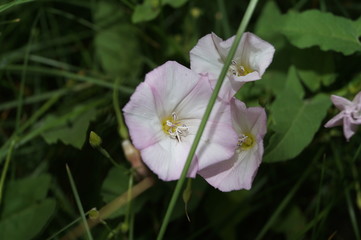 ant in the bindweed flower on the green grass