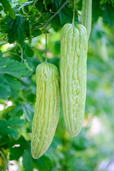 melon-bitter, cucumber-balsam pear hangs on lush green vines