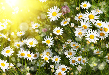 Beautiful daisies illuminated by the sun