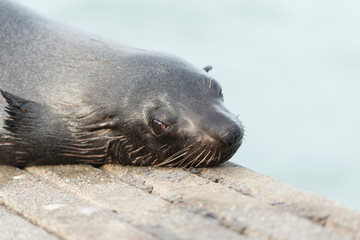 Cape fur seal