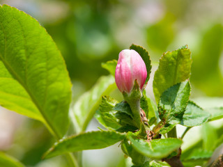 Pink cherry tree buds