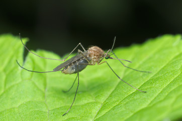 Common house mosquito (Culex pipiens)
