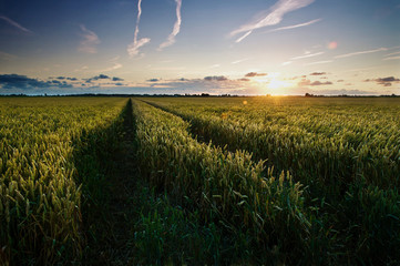 A golden sunrise over the Grain fields with the tracks leading towards the horizon.