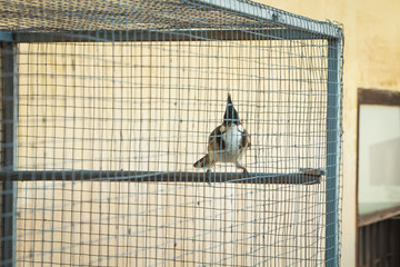 Bird in th cage
