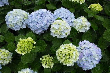 カラフルなあじさい（紫陽花）