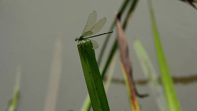 Dragonfly