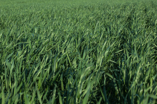 Image of wheat sprouts