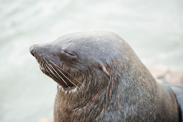 Cape fur seal