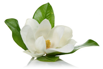 White Magnolia - obrazy, fototapety, plakaty