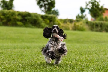 Blue Roan English Cocker Spaniel running with a toy